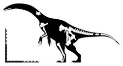 Segnosaurus skeletal.png