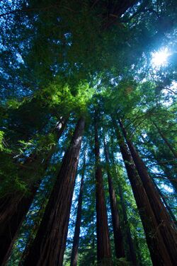 Sequoia sempervirens BigSur.jpg