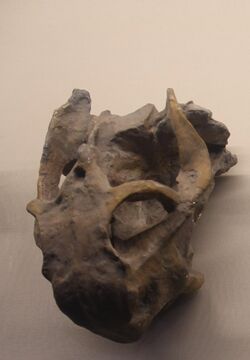 Shansiodon-Tianjin Natural History Museum.jpg