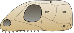 Skull anapsida 1.png