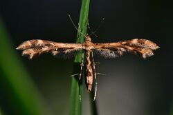 Sphenarches anisodactylus - Geranium Plume Moth.jpg
