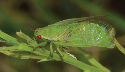 Stagira empangeniensis mature m.png