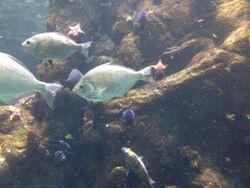 Steinhart Aquarium 13 2013-03-27.jpg