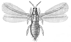 Taeniothrips inconsequens adult - AE.png