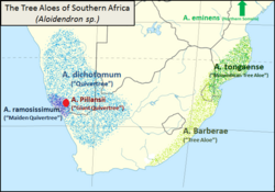 The Tree Aloes of Southern Africa - Aloidendron.png