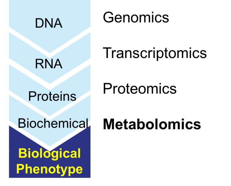 File:The central dogma of biology showing the flow of information from DNA to the phenotype. Associated with each stage is the corresponding systems biology tool from genomics to genomics to metabolomics.png