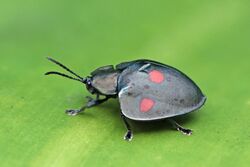 Tortoise beetle (Stolas lebasii) 2.jpg
