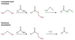 reaction mechanism of tTG