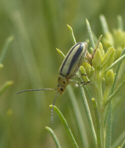 Trirhabda nitidicollis P1520900a.jpg