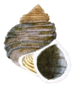 Tropidophora michaudi shell.jpg