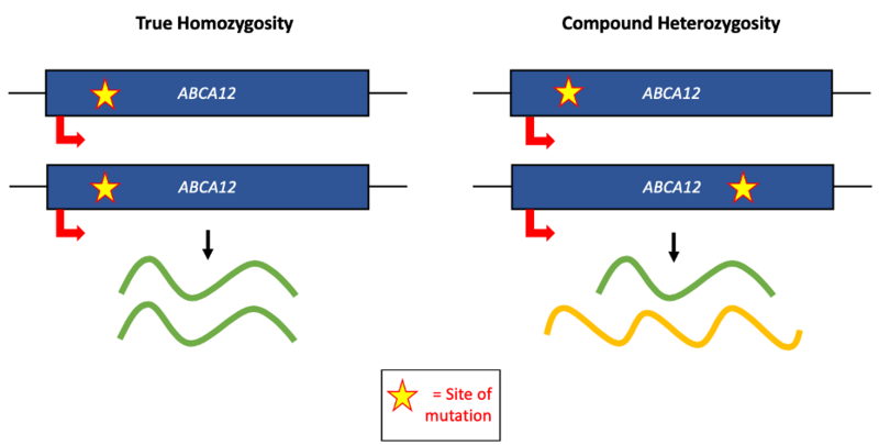 File:True homozygous versus compound heterozygous.png