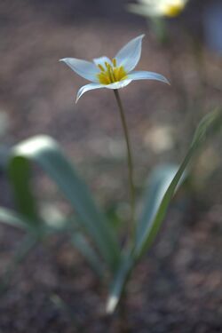 Tulipa polychroma 02.jpg