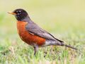 Turdus-migratorius-002.jpg