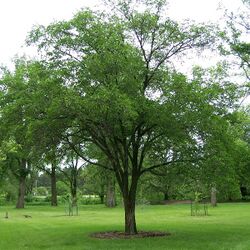 Ulmus macrocarpa Morton.jpg