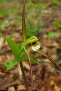 Whorled Pogonia (4751254392).jpg