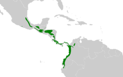 Xiphorhynchus erythropygius map.svg