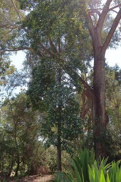170411 588 Encinitas - San Diego Botanic Gdn, Australian Gdn, Hymenosporum flavum Sweet Shade Tree hiding under a giant Eucalyptus (33744468214).jpg