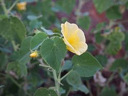 Abutilon fraseri flower.jpg