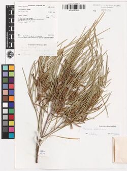 Acacia abbatiana BRI AQ623428.jpg