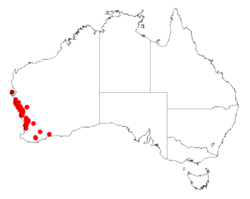 Acacia ericifoliaDistMap331.png