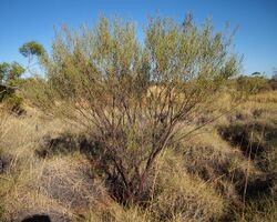 Acacia trachycarpa.jpg