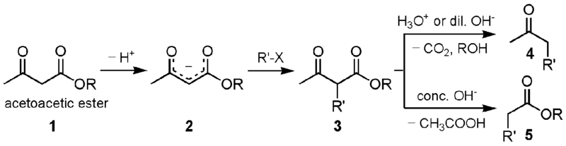 File:Acetoacetic ester synthesis.png