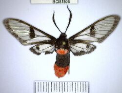 Aethria haemorrhoidalis dorsal.jpg