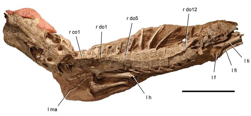 File:Anatosuchus minor.jpg