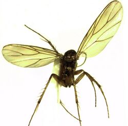 Anomalomyia guttata.jpg