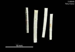Anulidentalium bambusa (MNHN-IM-2012-36324) 001.jpeg