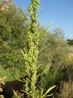 Artemisia biennis (7997942531).jpg