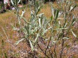 Artemisia tridentata spiciformis (5185453717).jpg