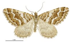 Asaphodes declarata male.jpg