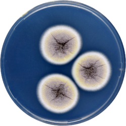 Aspergillus angustatus cya.png