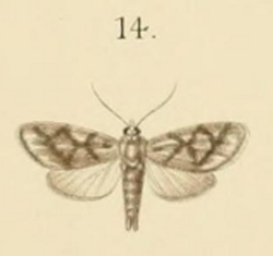 Asura chrypsilon Semper 1899.png