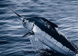 The largest billfish, the Atlantic blue marlin weighs up to 820 kg (1800 lb) and has been classified as a vulnerable species.[1][2]
