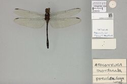 Atoconeura pseudeudoxia Longfield, 1953 2350456592.jpg