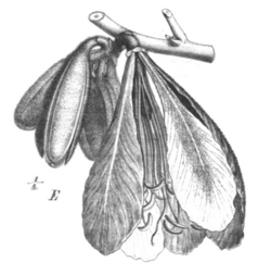 Baikiaea insignis Taub102b.png