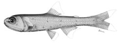 Bolinichthys photothorax.jpg