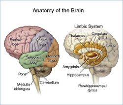 Brain headBorder.jpg