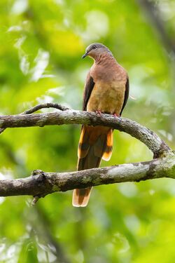 Brown Cuckoo-dove 0A2A8042.jpg