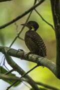 Buff-necked Woodpecker - Krung Ching - Thailand S4E3663 (14256613532).jpg