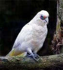 A white parrot with a crest, a yellow tail, a grey beak, and blue eye-spots and feet