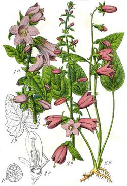 Campanula rapunculoides Sturm60.jpg