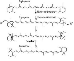 Carotene2.jpg