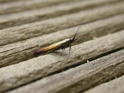 Coleophora alcyonipennella1.jpg