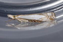 Crambus bidens.jpg