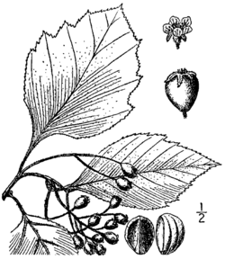 Crataegus calpodendron BB-1913.png