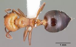 Crematogaster laeviuscula casent0104828 dorsal 1.jpg