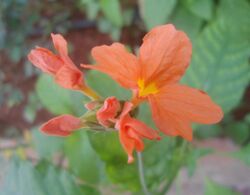 Crossandra infundibuliformis kanakambaram Madhurawada Visakhapatnam.JPG